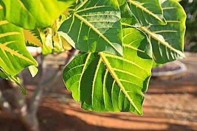 Mac玩《赛博朋克2077》有120帧 CDPR造访苹果总部